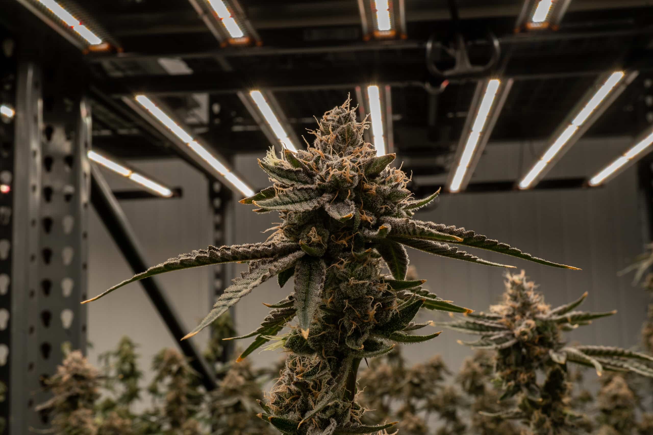 Mint Runtz Regular Premium Cannabis Seeds Official strains