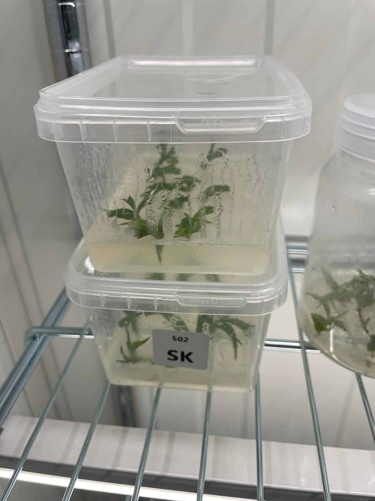Official Strains: Using the Tissue Culture Method