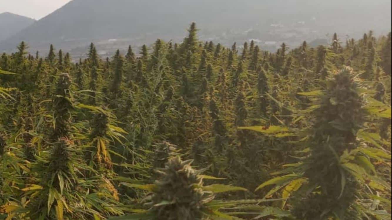 Discover the Power of Landraces: The Foundations of Cannabis Genetics