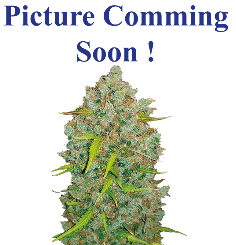 Tangerine Dream Feminized Kroon De Jager S.L. High Quality Seeds