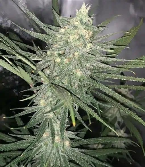 Automatic Flowering Seeds What You Need to Know