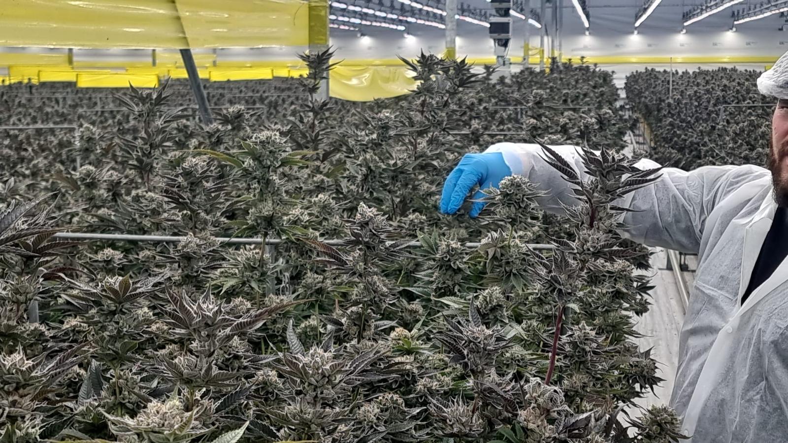 The Female Cannabis Plant