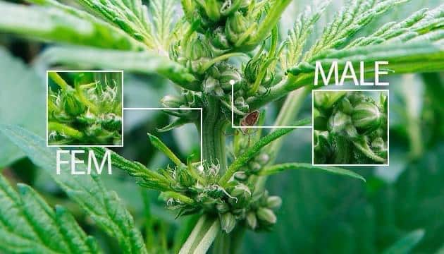 The Male Cannabis Plant An Overview