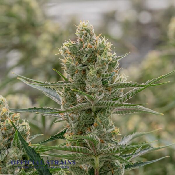 KDJ-19911-24 K Kosher kush Feminized