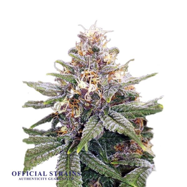 KDJ-19914-3 Kings Automatic Flowering