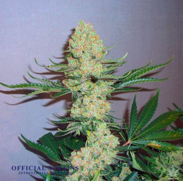 KDJ-19915-3 Kings Feminized