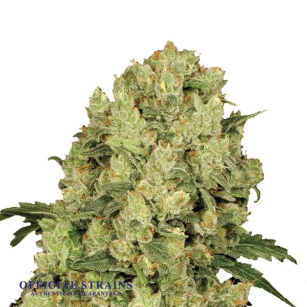 KDJ-19950-AK-47 Feminized