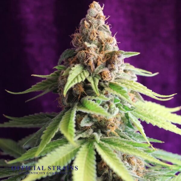 KDJ-19929-Ace of Spades Feminized