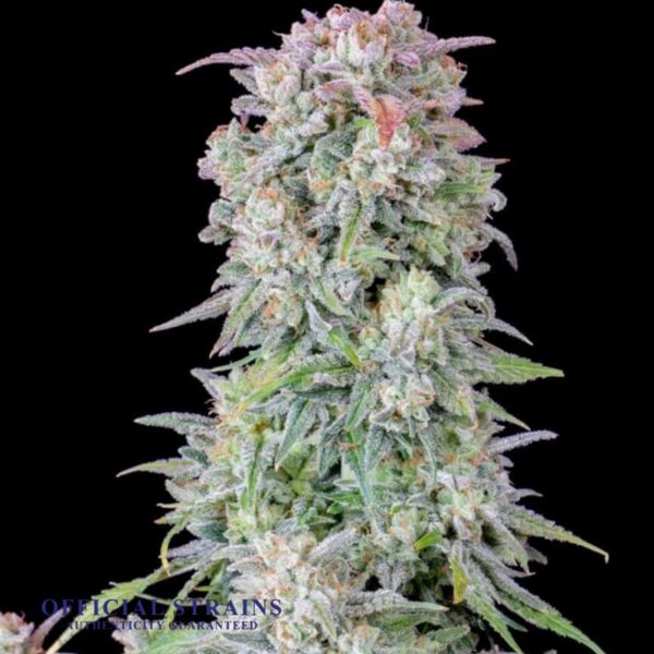 KDJ-19935-Afghan Kush Automatic Flowering