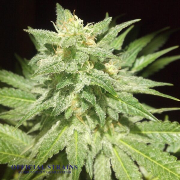 KDJ-19936-Afghan Kush Feminized