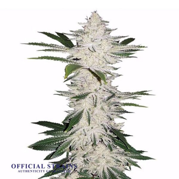 KDJ-19956-Alien Bubba Automatic Flowering