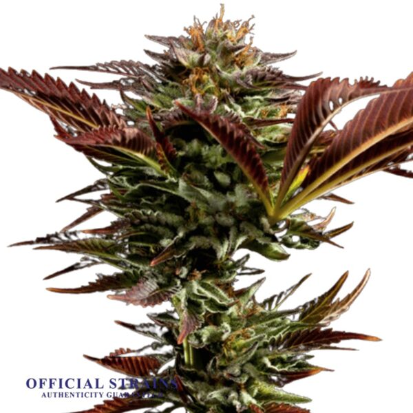 KDJ-19957-Alien Bubba Feminized