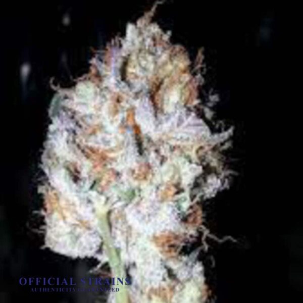 KDJ-19959-Alien Dawg Feminized