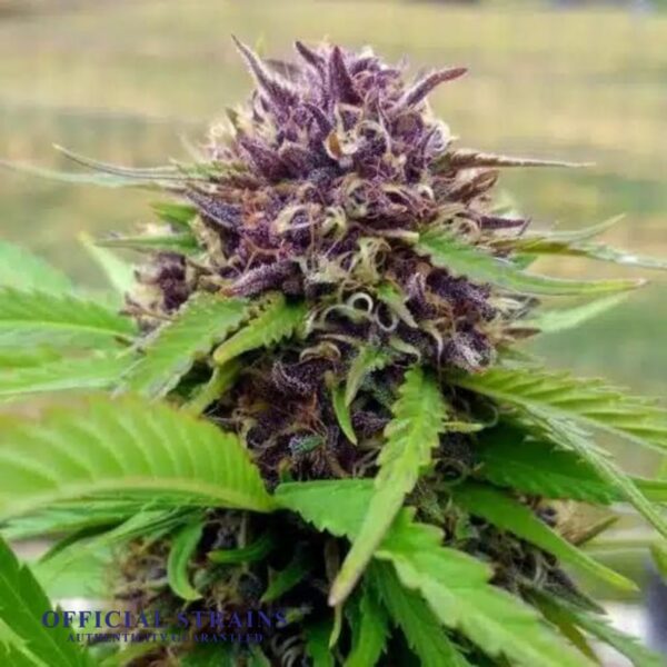 KDJ-20889-Amethyst Kush Feminized