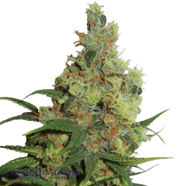 KDJ-19970-Amnesia Haze Automatic Flowering