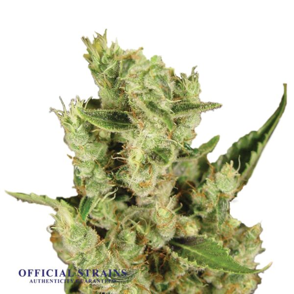 KDJ-19971-Amnesia Haze Feminized