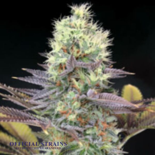 KDJ-19992-Bay Dream Feminized