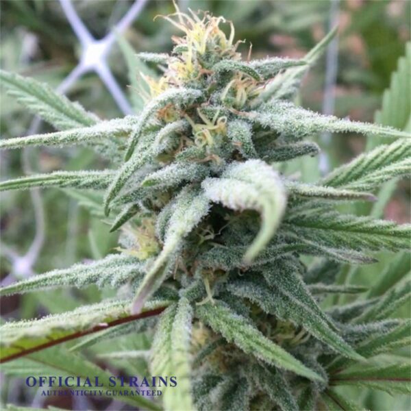 KDJ-19995-Berry White Feminized