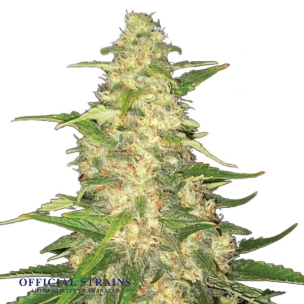 KDJ-19998-Big Bud Feminized