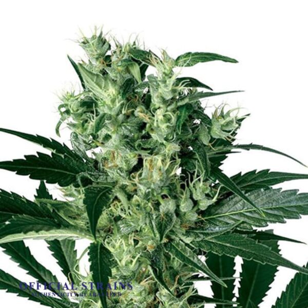 KDJ-20001-Black Bubba Automatic Flowering