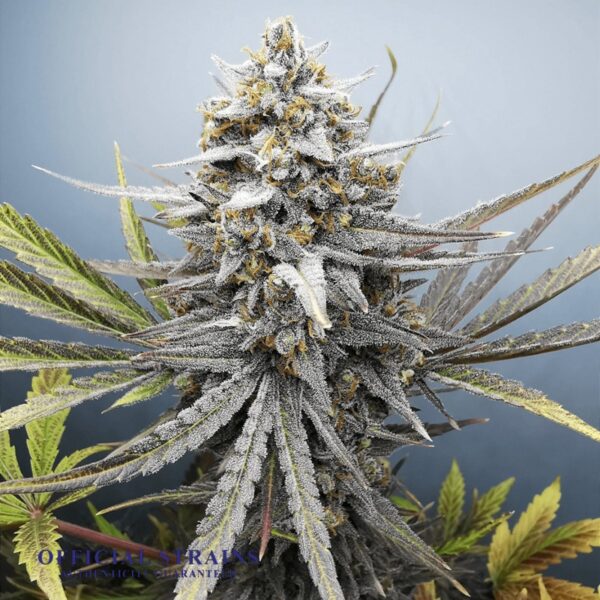 KDJ-20002-Black Bubba Feminized