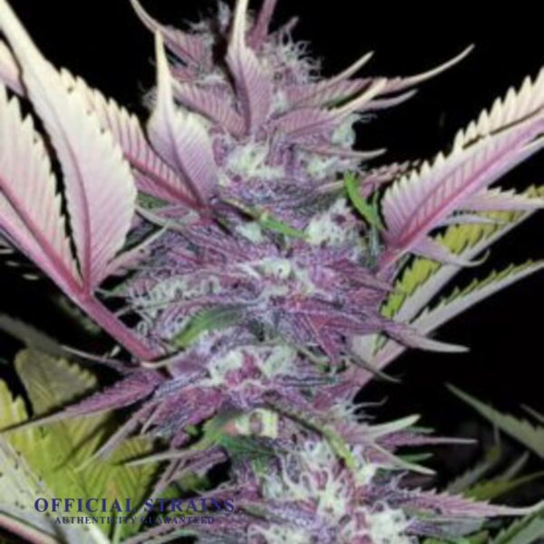 KDJ-20004-Black Cherry Soda Feminized