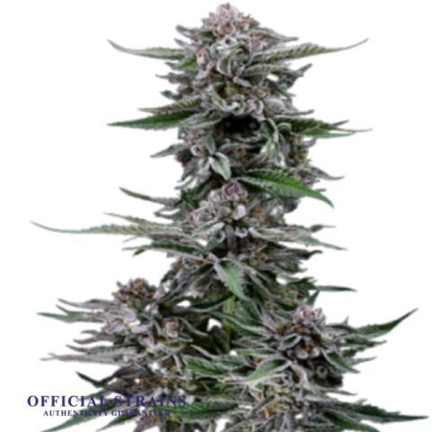 KDJ-20011-Black Diamond OG Feminized