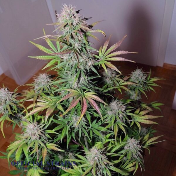 KDJ-20025-Blackberry Kush Automatic Flowering