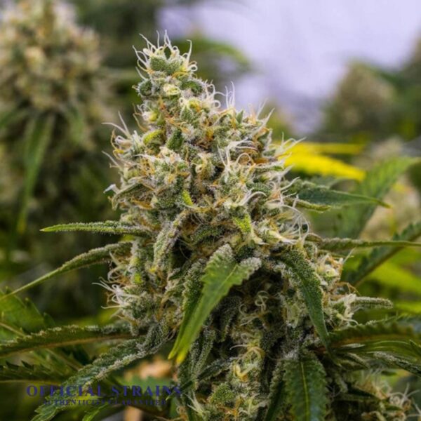 KDJ-20032-Blackwater Feminized