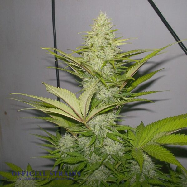 KDJ-20034-Blue Cheese Feminized