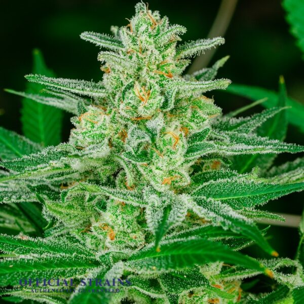 KDJ-20040-Blue Dream Haze Automatic Flowering