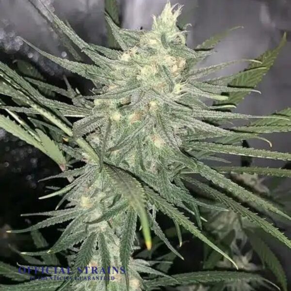 KDJ-20041-Blue Dream Haze Feminized