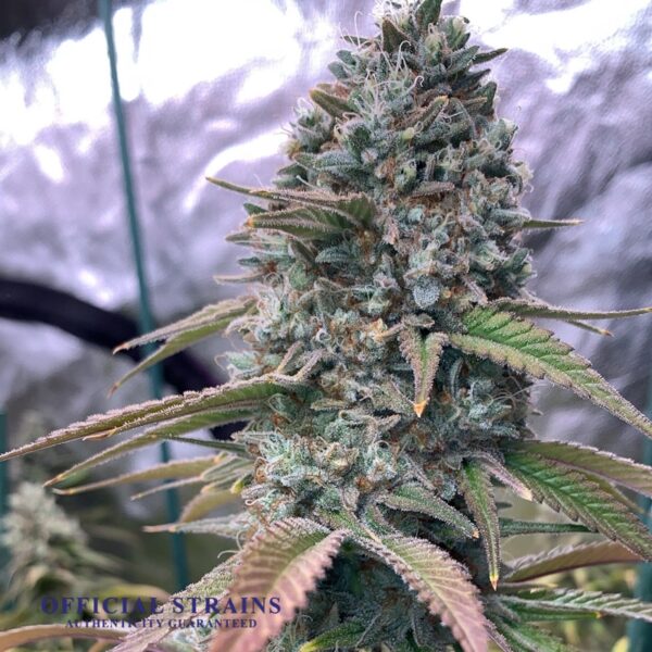 KDJ-20907-Blueberry Blast Feminized