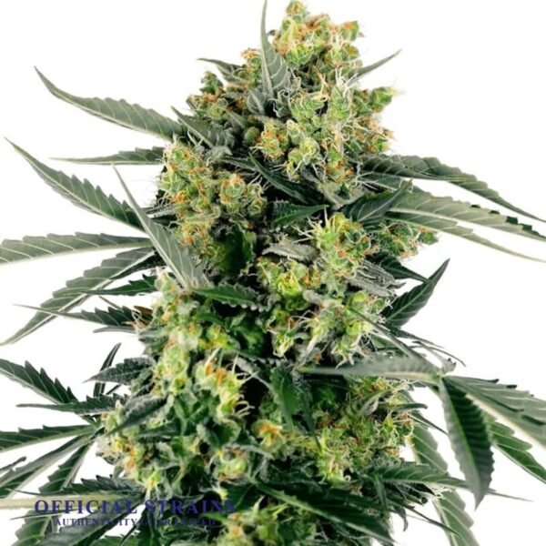 KDJ-20910-Blueberry Breeze Feminized