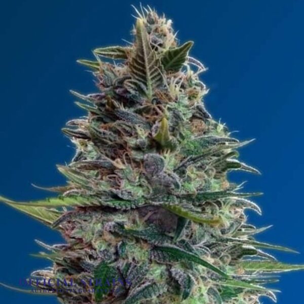 KDJ-20045-Blueberry Diesel Automatic Flowering