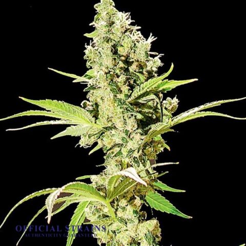 KDJ-20046-Blueberry Diesel Feminized