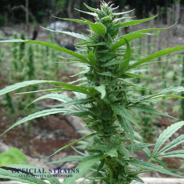 KDJ-20050-Blueberry Haze Feminized