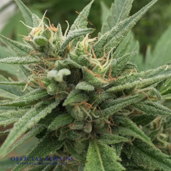 KDJ-20051-Blueberry Headband Automatic Flowering