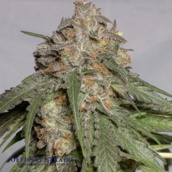 KDJ-20052-Blueberry Headband Feminized