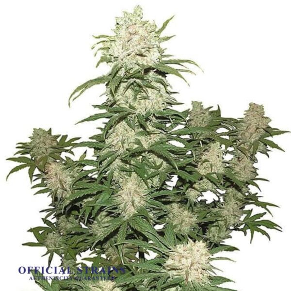 KDJ-20915-Blueberry Iceberg Automatic Flowering