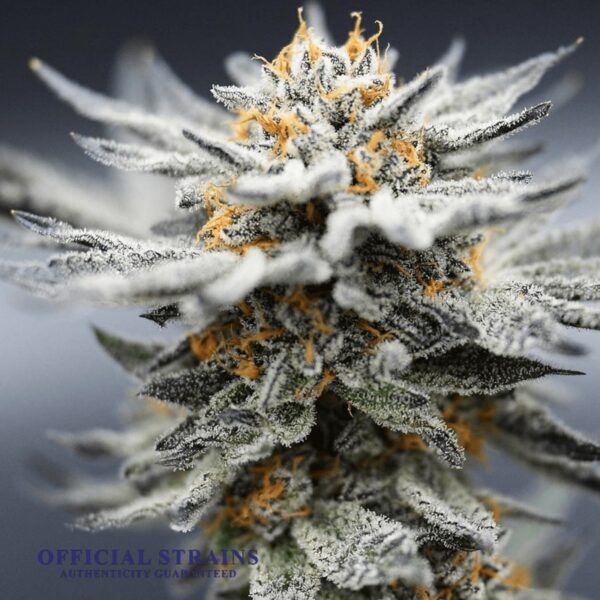 KDJ-20916-Blueberry Iceberg Feminized