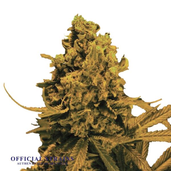 KDJ-20054-Blueberry Kush Automatic Flowering