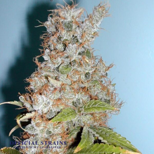 KDJ-20055-Blueberry Kush Feminized