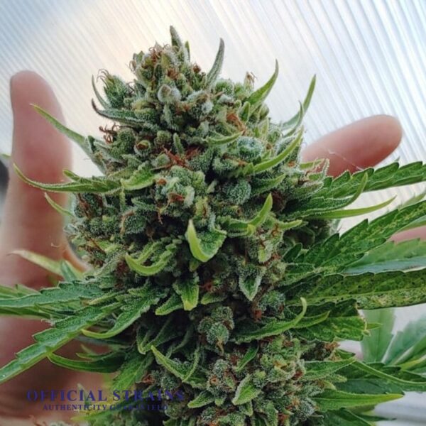 KDJ-20919-Blueberry Mist Feminized