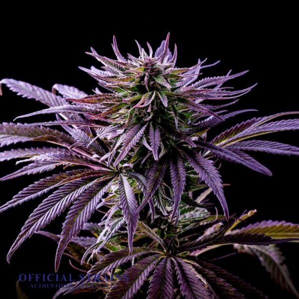 KDJ-20922-Blueberry Rain Feminized