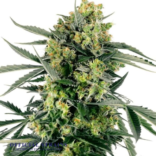 KDJ-20924-Blueberry Runtz Automatic Flowering