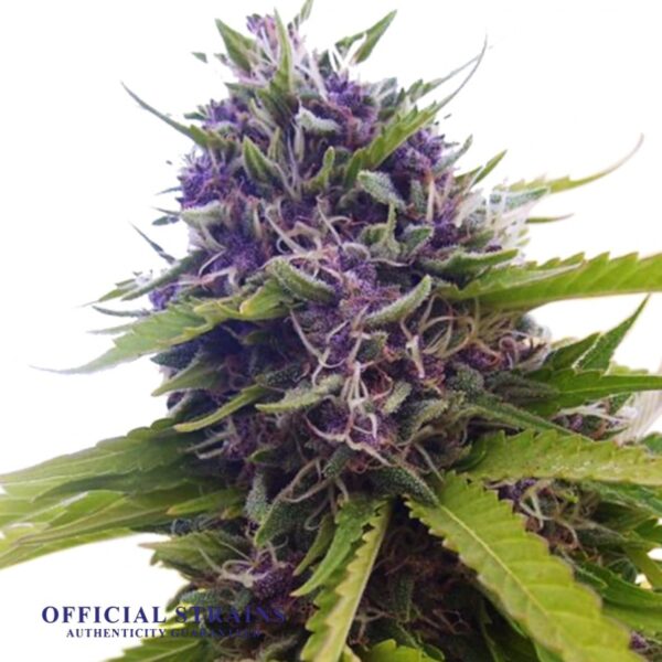 KDJ-20057-Blueberry Sativa Regular