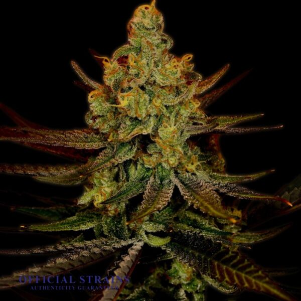 KDJ-20058-Blueberry Sativa Automatic Flowering