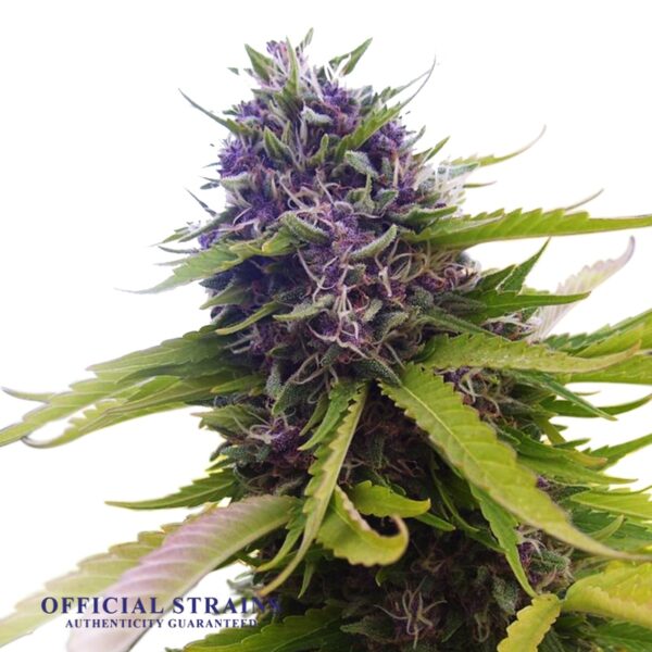 KDJ-20059-Blueberry Sativa Feminized