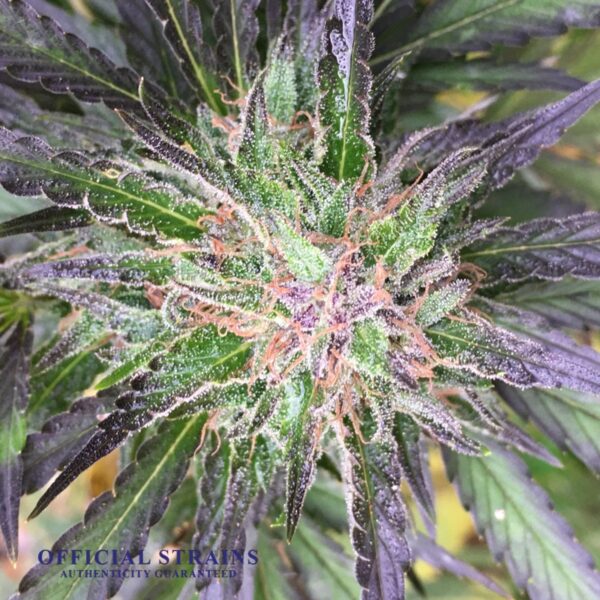 KDJ-20928-Blueberry Skies Feminized